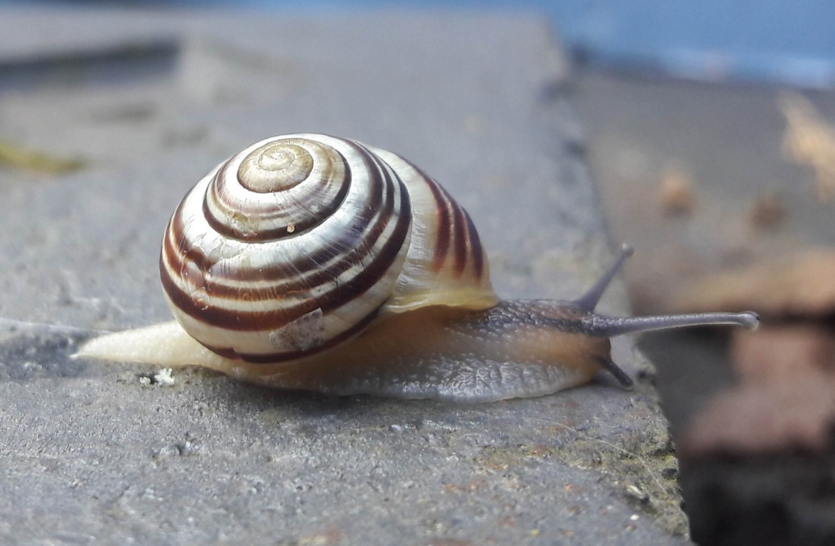 White lipped banded snail The Badsey Society